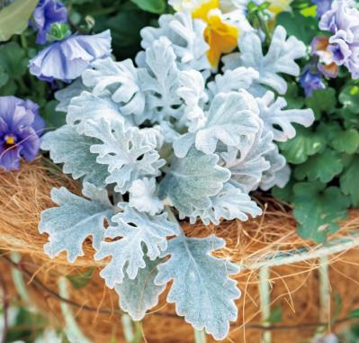 アイアン製の雑貨に花を植えたらこんなに素敵！ フローラ黒田園芸【黒田健太郎さん】の冬の華やぎ寄せ植え（サムネイル画像5）