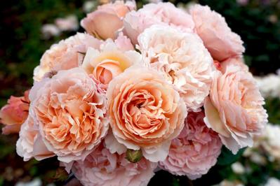 初心者必見！バラの冬剪定で失敗しない方法とは？簡単ステップで5月に咲く美しい花を育てよう【ガーデニング】