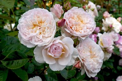 初心者必見！バラの冬剪定で失敗しない方法とは？簡単ステップで5月に咲く美しい花を育てよう【ガーデニング】（サムネイル画像3）