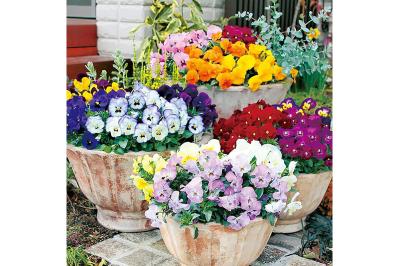 すぐ植えて楽しめる苗も、春待ち苗も♪ゆうゆうtime編集部おすすめ【花苗・園芸資材】が最大11％OFF！Amazonタイムセールで