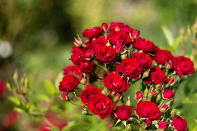 初心者必見！バラの冬剪定で失敗しない方法とは？簡単ステップで5月に咲く美しい花を育てよう【ガーデニング】（サムネイル画像4）