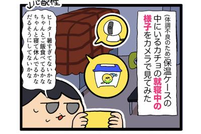 カチョが消えた！？姿を消したセキセイインコはどこにいたのか？【鳥マンガ #196】