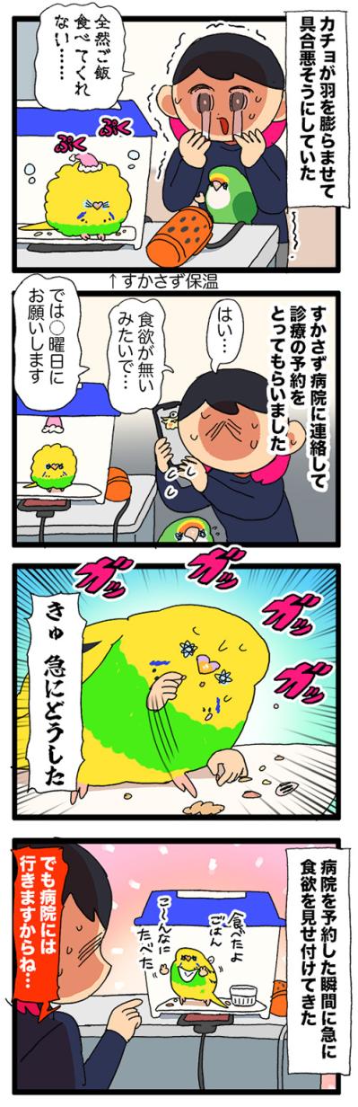 あるある！？元気のないインコ…病院を予約した瞬間回復する！【鳥マンガ #195】（サムネイル画像5）