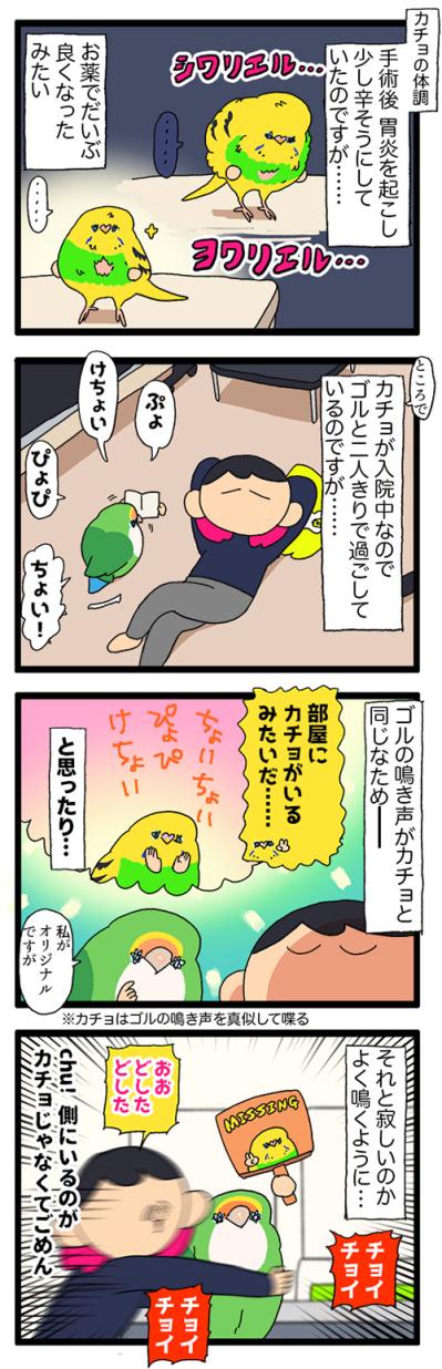 カチョ入院中。ゴルちゃんの鳴き声を聞きながら寂しさに耐えた日々…【鳥マンガ #197】（サムネイル画像5）