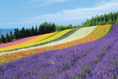 百花繚乱【花を愛でるひとり旅】「クラブツーリズム×ゆうゆうコラボ企画」女性限定参加者募集！（サムネイル画像3）