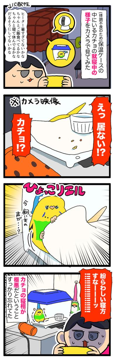 カチョが消えた！？姿を消したセキセイインコはどこにいたのか？【鳥マンガ #196】（サムネイル画像4）