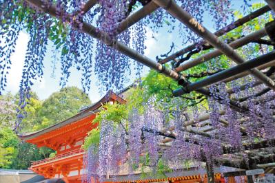百花繚乱【花を愛でるひとり旅】「クラブツーリズム×ゆうゆうコラボ企画」女性限定参加者募集！（サムネイル画像8）