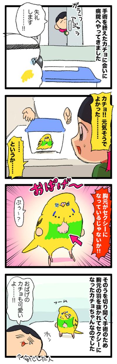 カチョ入院中。ゴルちゃんの鳴き声を聞きながら寂しさに耐えた日々…【鳥マンガ #197】（サムネイル画像4）
