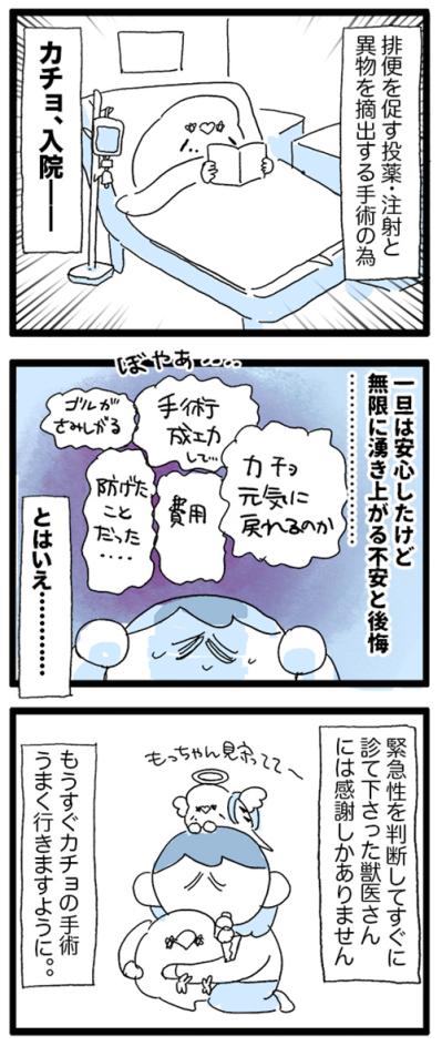 カチョが消えた！？姿を消したセキセイインコはどこにいたのか？【鳥マンガ #196】（サムネイル画像6）