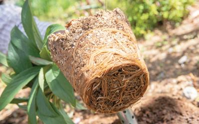 【クリスマスローズQ&A】初心者には地植えと鉢植え、どちらがおすすめ？ 原種系とハイブリッド種、どちらが育てやすい？（サムネイル画像8）