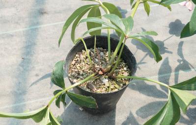 管理が楽！【クリスマスローズ】の開花株を地植えにするプロセスを大公開（サムネイル画像2）