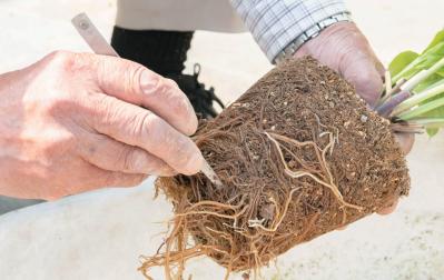 狭いスペースでもOK！ 鉢植えで育てる【クリスマスローズ】。開花株の植えつけ方は？（サムネイル画像10）
