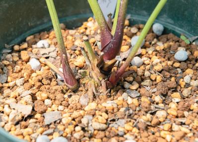 翌年以降も花を咲かせるために必見！【クリスマスローズ】植えつけ後の管理のポイント（サムネイル画像5）