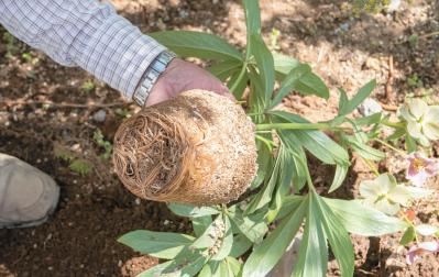 管理が楽！【クリスマスローズ】の開花株を地植えにするプロセスを大公開（サムネイル画像9）
