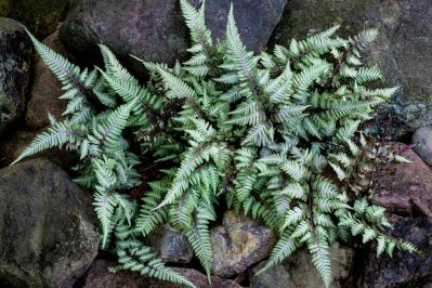 インテリアにも人気！美しいシダ植物［8選］と失敗しないケア方法【ガーデニング】（サムネイル画像14）