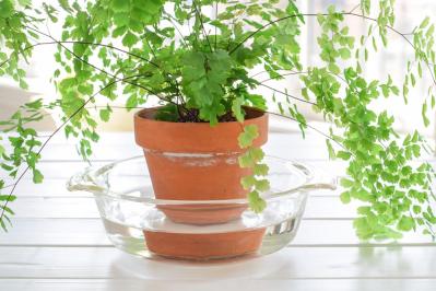 インテリアにも人気！美しいシダ植物［8選］と失敗しないケア方法【ガーデニング】（サムネイル画像19）