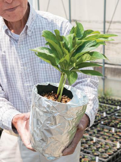 翌年以降も花を咲かせるために必見！【クリスマスローズ】植えつけ後の管理のポイント（サムネイル画像9）