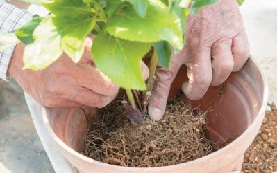 狭いスペースでもOK！ 鉢植えで育てる【クリスマスローズ】。開花株の植えつけ方は？（サムネイル画像15）