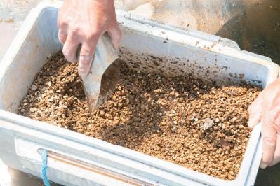 狭いスペースでもOK！ 鉢植えで育てる【クリスマスローズ】。開花株の植えつけ方は？（サムネイル画像5）