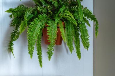 インテリアにも人気！美しいシダ植物［8選］と失敗しないケア方法【ガーデニング】（サムネイル画像11）