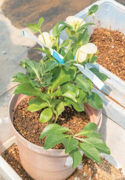 狭いスペースでもOK！ 鉢植えで育てる【クリスマスローズ】。開花株の植えつけ方は？（サムネイル画像20）