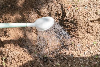 管理が楽！【クリスマスローズ】の開花株を地植えにするプロセスを大公開（サムネイル画像8）