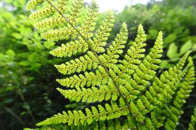 インテリアにも人気！美しいシダ植物［8選］と失敗しないケア方法【ガーデニング】（サムネイル画像2）