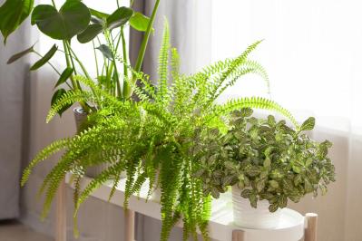 インテリアにも人気！美しいシダ植物［8選］と失敗しないケア方法【ガーデニング】（サムネイル画像3）