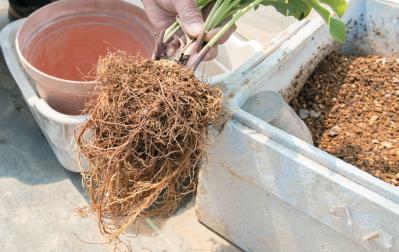 狭いスペースでもOK！ 鉢植えで育てる【クリスマスローズ】。開花株の植えつけ方は？（サムネイル画像11）