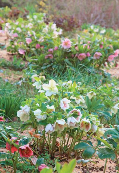 【クリスマスローズQ&A】初心者には地植えと鉢植え、どちらがおすすめ？ 原種系とハイブリッド種、どちらが育てやすい？（サムネイル画像2）