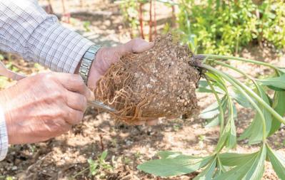 管理が楽！【クリスマスローズ】の開花株を地植えにするプロセスを大公開（サムネイル画像10）