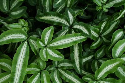 インテリアにも人気！美しいシダ植物［8選］と失敗しないケア方法【ガーデニング】（サムネイル画像6）