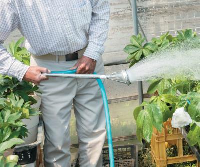 翌年以降も花を咲かせるために必見！【クリスマスローズ】植えつけ後の管理のポイント（サムネイル画像2）