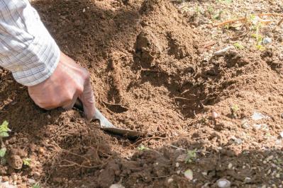 管理が楽！【クリスマスローズ】の開花株を地植えにするプロセスを大公開（サムネイル画像6）