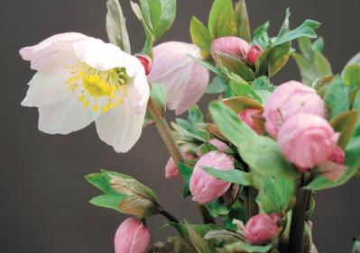 【クリスマスローズQ&A】初心者には地植えと鉢植え、どちらがおすすめ？ 原種系とハイブリッド種、どちらが育てやすい？（サムネイル画像4）