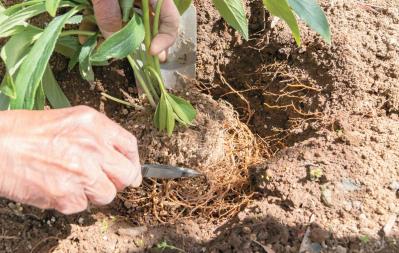 管理が楽！【クリスマスローズ】の開花株を地植えにするプロセスを大公開（サムネイル画像13）