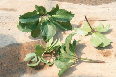 狭いスペースでもOK！ 鉢植えで育てる【クリスマスローズ】。開花株の植えつけ方は？（サムネイル画像8）