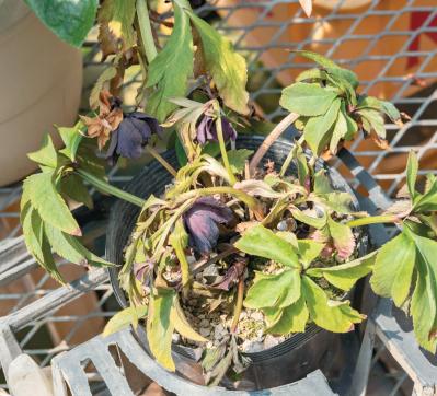 翌年以降も花を咲かせるために必見！【クリスマスローズ】植えつけ後の管理のポイント（サムネイル画像4）