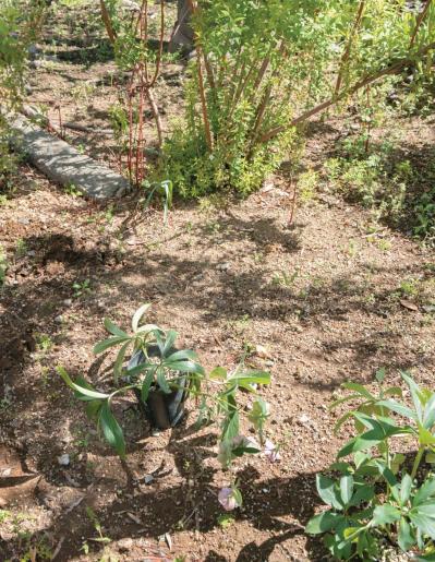 管理が楽！【クリスマスローズ】の開花株を地植えにするプロセスを大公開（サムネイル画像4）