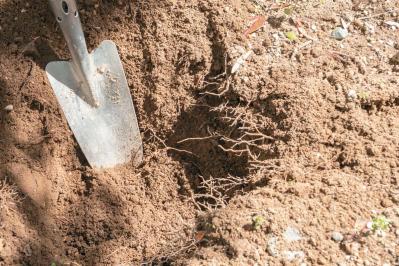 管理が楽！【クリスマスローズ】の開花株を地植えにするプロセスを大公開（サムネイル画像7）