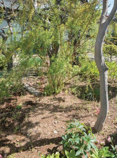 管理が楽！【クリスマスローズ】の開花株を地植えにするプロセスを大公開（サムネイル画像5）