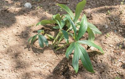 管理が楽！【クリスマスローズ】の開花株を地植えにするプロセスを大公開（サムネイル画像19）