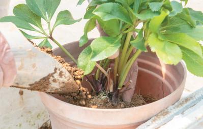 狭いスペースでもOK！ 鉢植えで育てる【クリスマスローズ】。開花株の植えつけ方は？（サムネイル画像16）