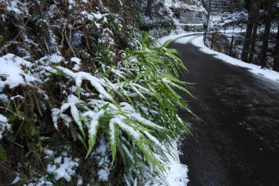 インテリアにも人気！美しいシダ植物［8選］と失敗しないケア方法【ガーデニング】（サムネイル画像7）