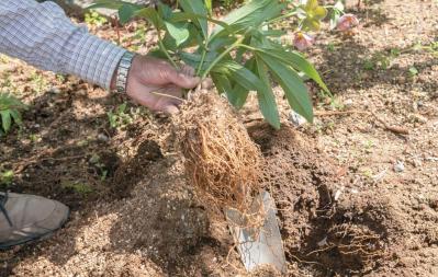 管理が楽！【クリスマスローズ】の開花株を地植えにするプロセスを大公開（サムネイル画像11）