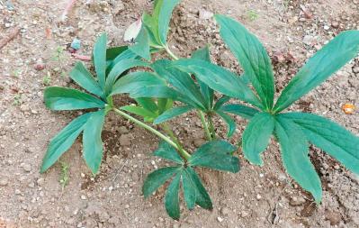 管理が楽！【クリスマスローズ】の開花株を地植えにするプロセスを大公開（サムネイル画像20）