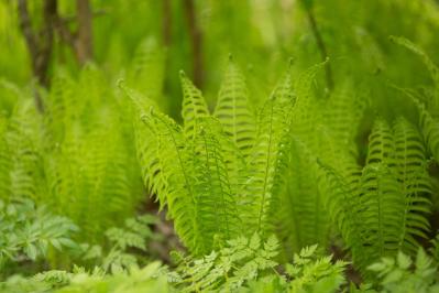 インテリアにも人気！美しいシダ植物［8選］と失敗しないケア方法【ガーデニング】（サムネイル画像8）