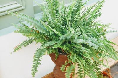 インテリアにも人気！美しいシダ植物［8選］と失敗しないケア方法【ガーデニング】（サムネイル画像12）