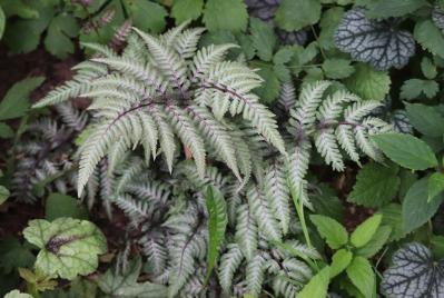 インテリアにも人気！美しいシダ植物［8選］と失敗しないケア方法【ガーデニング】（サムネイル画像4）