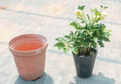 狭いスペースでもOK！ 鉢植えで育てる【クリスマスローズ】。開花株の植えつけ方は？（サムネイル画像2）